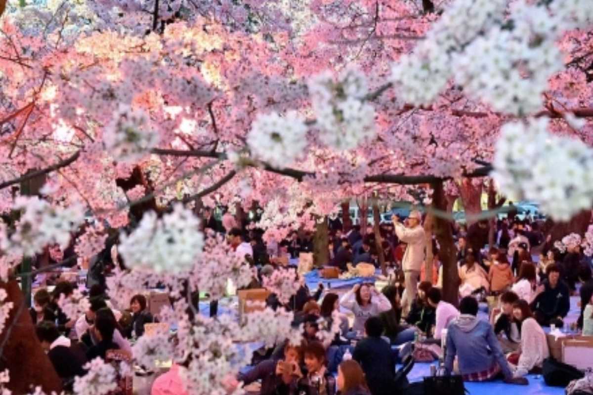JAPAN  CHERRY BLOSSOM 6N