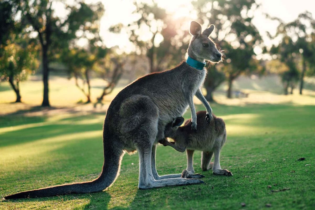 DISCOVER AUSTRALIA